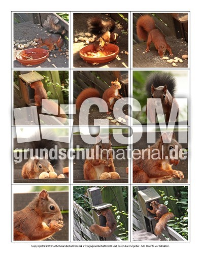 Eichhörnchen-Fotos-Memo-Aufdeckspiel-5.pdf